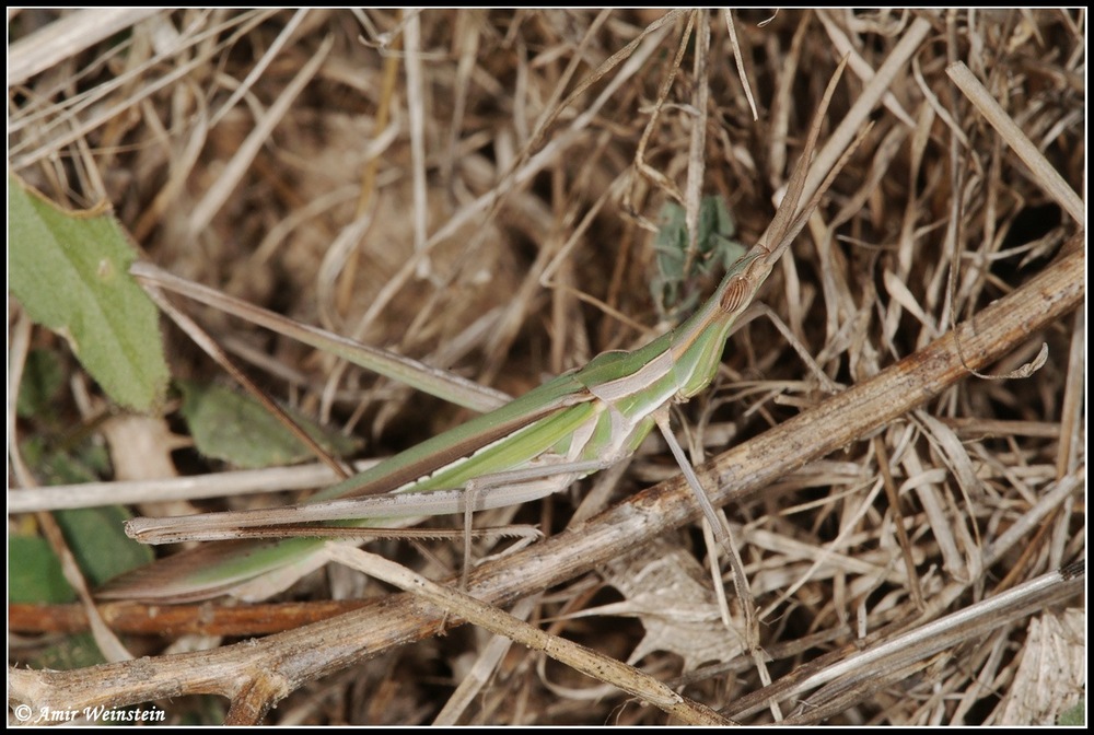 Orthoptera   d''Israele  - Acridinae for ID